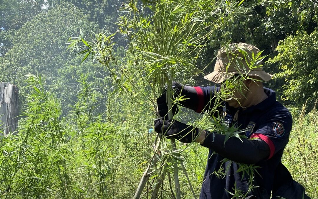 Sinergi Bersama Musnahkan Ladang Ganja di Aceh